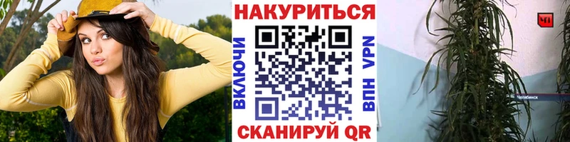 Бошки Шишки ГИДРОПОН Бологое